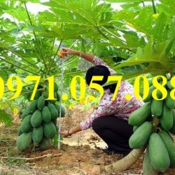 GIỐNG CÂY ĐU ĐỦ THÁI