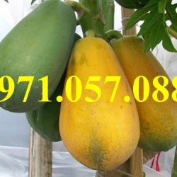 GIỐNG CÂY ĐU ĐỦ ĐÀI LOAN