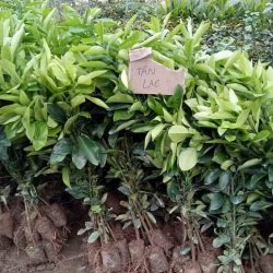 NƠI CUNG CẤP GIỐNG CÂY BƯỞI TÂN LẠC