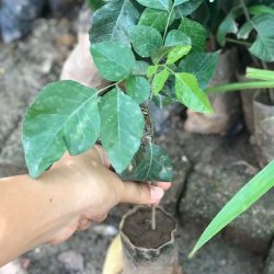 GIỐNG CÂY QUẤT HỒNG BÌ