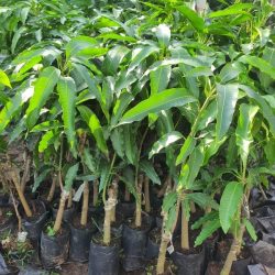 NƠI CUNG CẤP GIỐNG CÂY XOÀI TỨ QUÝ