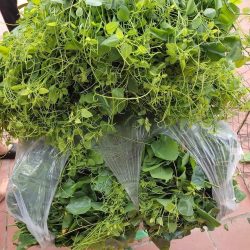 NƠI CUNG CẤP GIỐNG CÂY BÒ KHAI