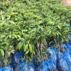 NƠI CUNG CẤP GIỐNG CÂY VẢI CHÍN SỚM