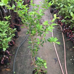 NƠI CUNG CẤP GIỐNG CÂY SƠ RI