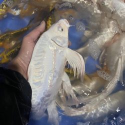 Koi F1, Koi mini, Koi chép phụng g.ía rẻ cho ae Quảng Ngãi Quên Mình 0934 717 81