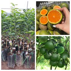 NƠI CUNG CẤP GIỐNG CÂY DÂU DA THÁI