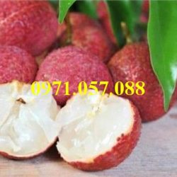 GIỐNG CÂY VẢI KHÔNG HẠT
