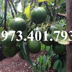 Địa chỉ cung cấp cây giống bơ booth7