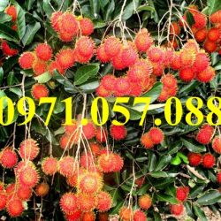 GIỐNG CÂY CHÔM CHÔM
