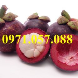 GIỐNG CÂY MĂNG CỤT