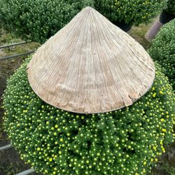 Cúc mâm xôi sẵn vườn size 90 - 100cm