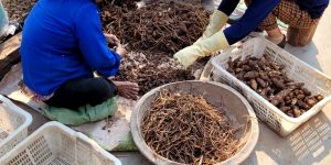 Bột hoàng thanh,mua bột hoàng thanh ở đâu? Bột hoàng thanh nhà trồng chính gốc ạ