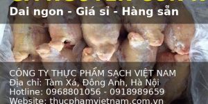 Gà Nguyên Con Đông Lạnh Hàng Nhập Khẩu
