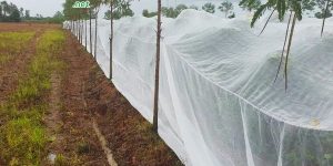 Lưới chắn côn trùng đồng hành cùng vụ mùa bội thu