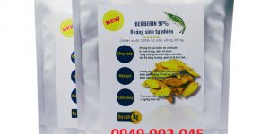 Vàng Đắng Berberin – Trị Phân Lỏng, Viêm Ruột, Ức Chế Vi Khuẩn Cho Tôm Cá