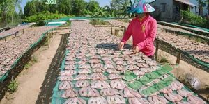 Lưới phơi nông sản sản xuất bởi lưới công trình