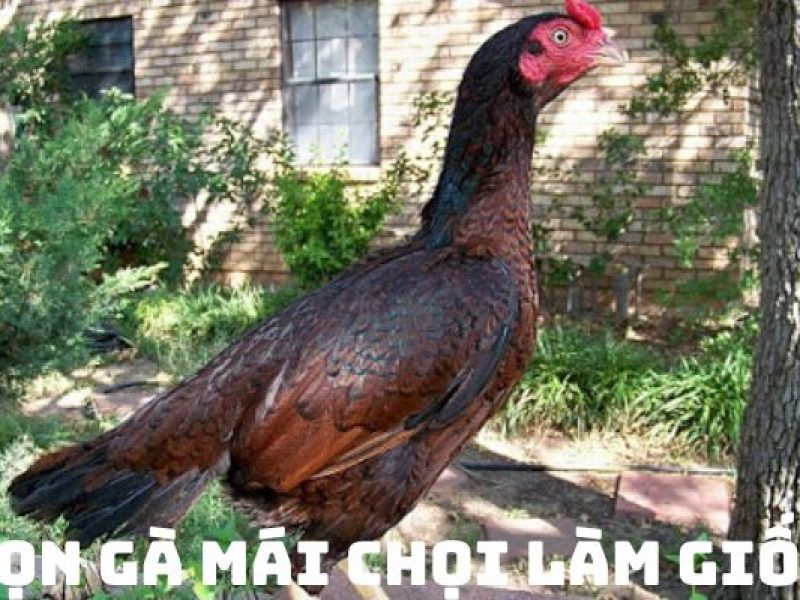 bi-quyet-chon-ga-mai-choi-lam-giong