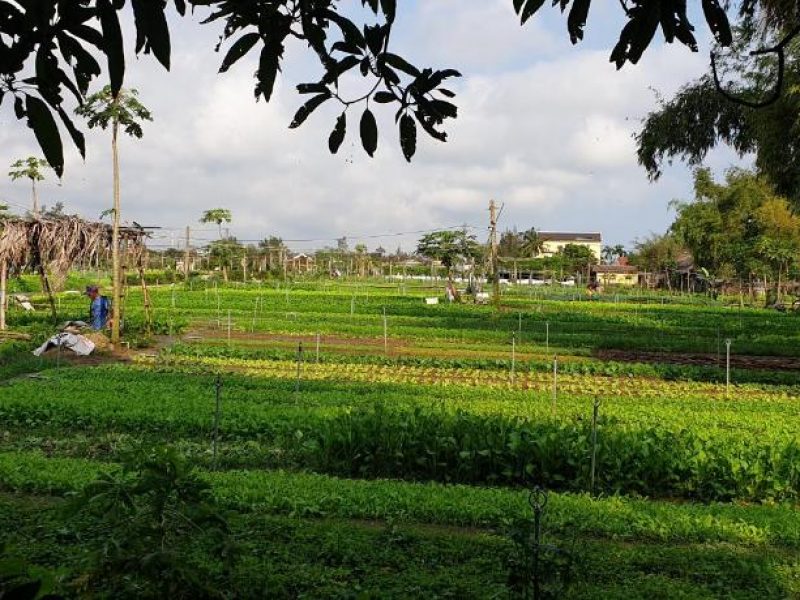 can-ban-villa-trong-khu-sinh-thai-tra-que-voi-deal-cuc-tot