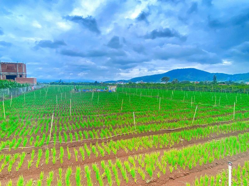 6-500m2-dat-lien-hiep-cu-lam-dong-2500m2-tho-cu-quy-hoach-full-hong