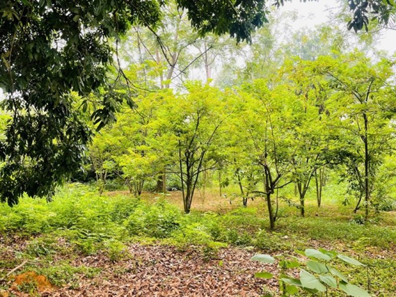 chinh-chu-can-ban-khu-dat-dep-tiem-nang-dau-tu-cao-phuong-hanh-xa-tan-tien-