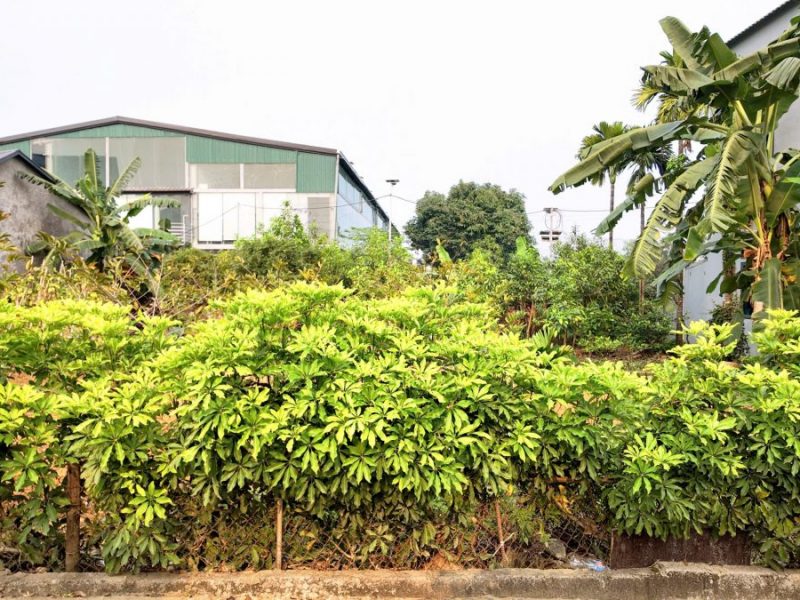 ban-lo-goc-530m2-full-tho-sat-dai-hoc-quoc-gia-gia-nhinh-12tr-m2
