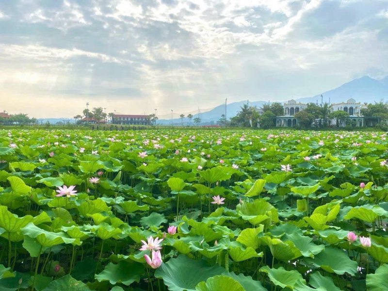 ban-biet-thu-vuon-vua-khoang-nong-thanh-thuy-phu-tho
