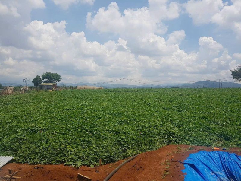 can-ban-2-4-ha-dat-hem-thuoc-n-thon-ha-duc-trong-cu-lam-dong