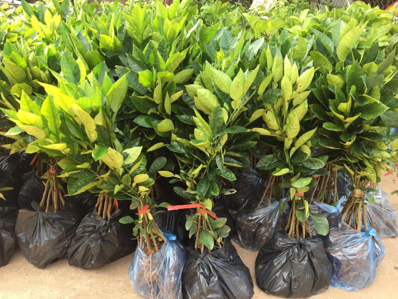 noi-cung-cap-giong-cay-buoi-luan-van