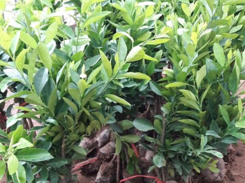 noi-cung-cap-giong-cay-chanh-khong-hat