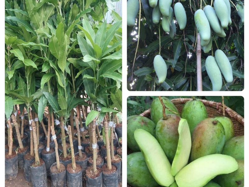 noi-cung-cap-giong-cay-xoai-thai