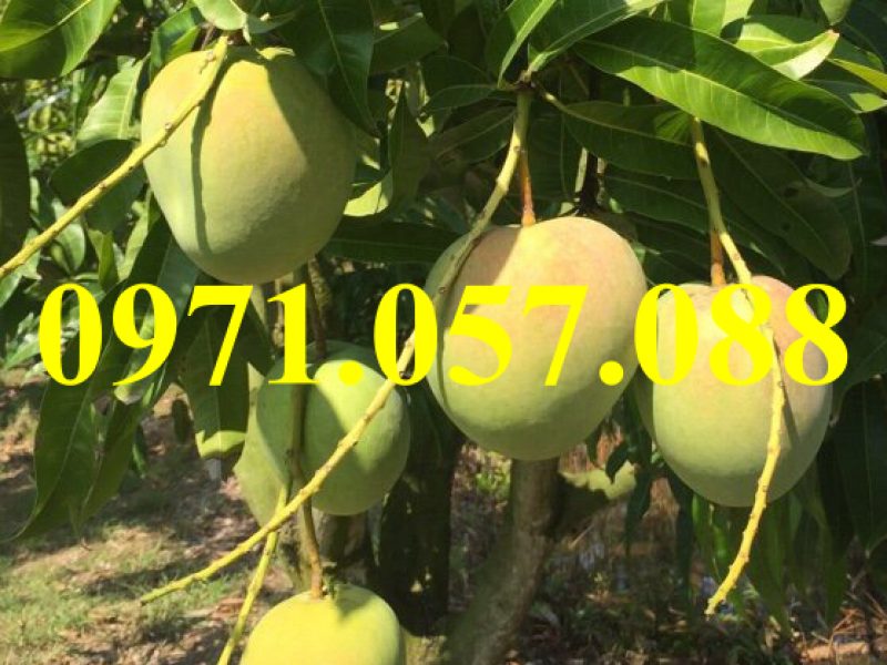 cay-giong-xoai-uc