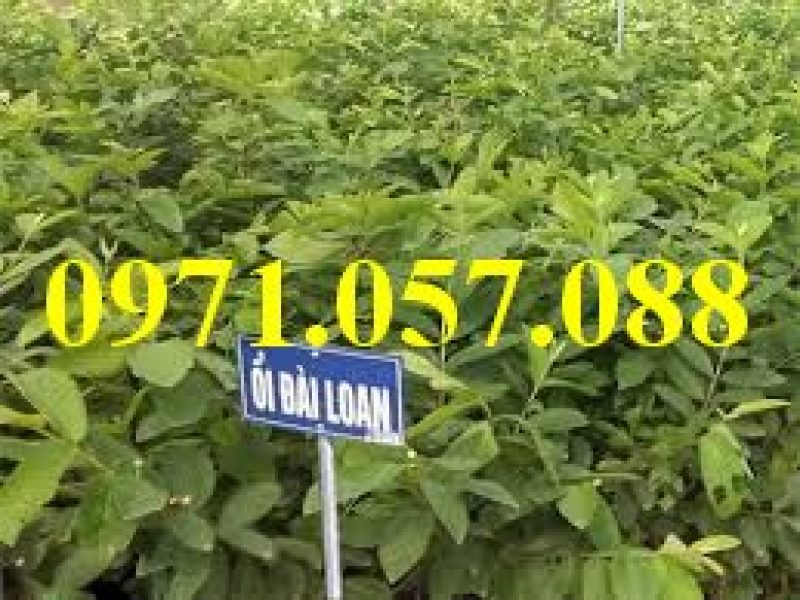 giong-cay-oi-dai-loan