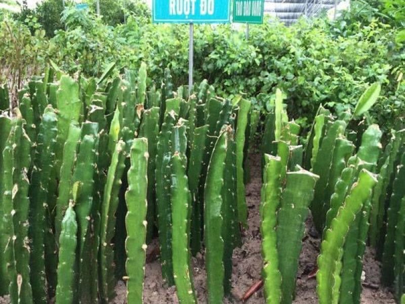 noi-cung-cap-cay-giong-thanh-long-ruot-do