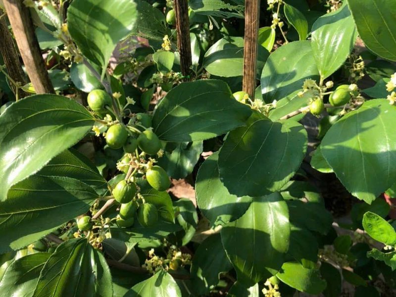 noi-cung-cap-giong-cay-tao-dao-vang