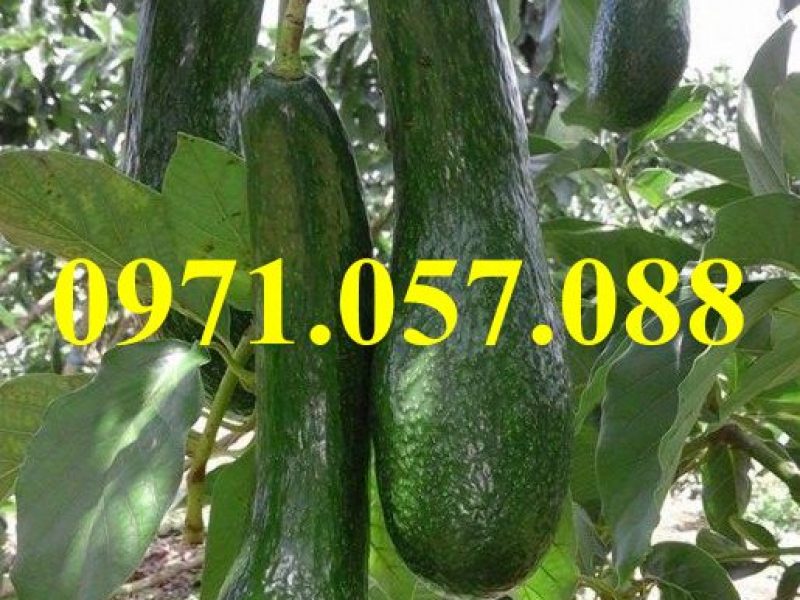 cay-giong-bo-034