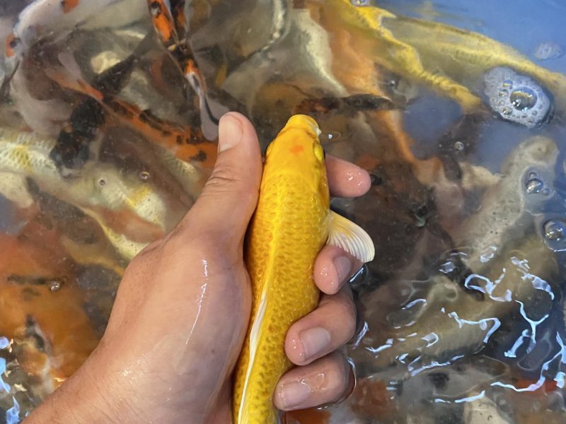 koi-f1-koi-mini-koi-chep-phung-g-ia-re-cho-ae-quang-ngai-quen-minh-0934-717-81