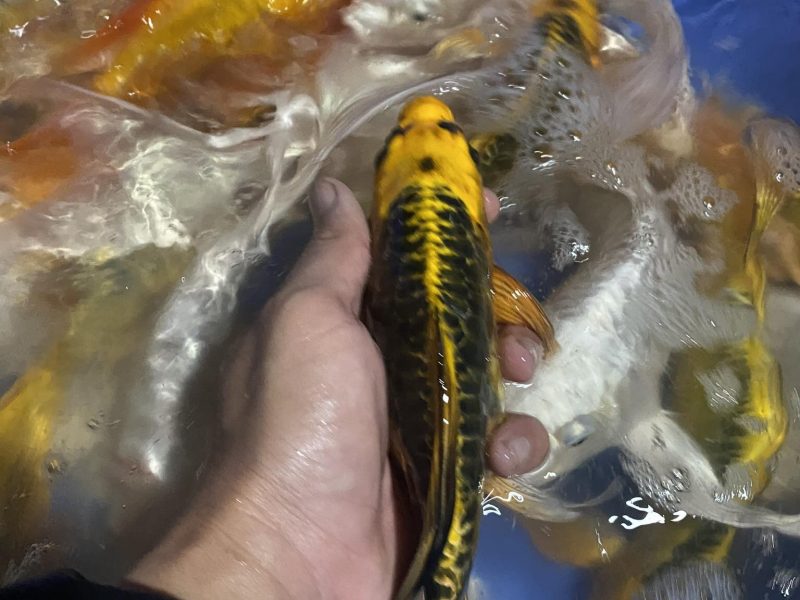 koi-f1-koi-mini-koi-chep-phung-g-ia-re-cho-ae-quang-ngai-quen-minh-0934-717-81