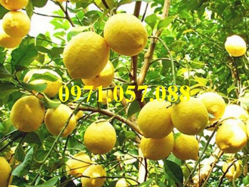 cay-giong-chanh-vang-eureka