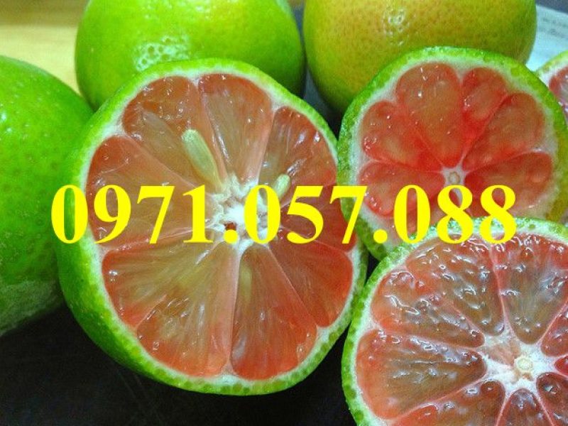 giong-cay-chanh-dao