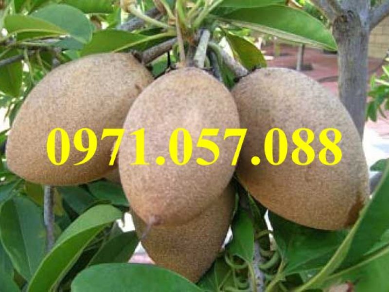 giong-cay-hong-xiem-xoai