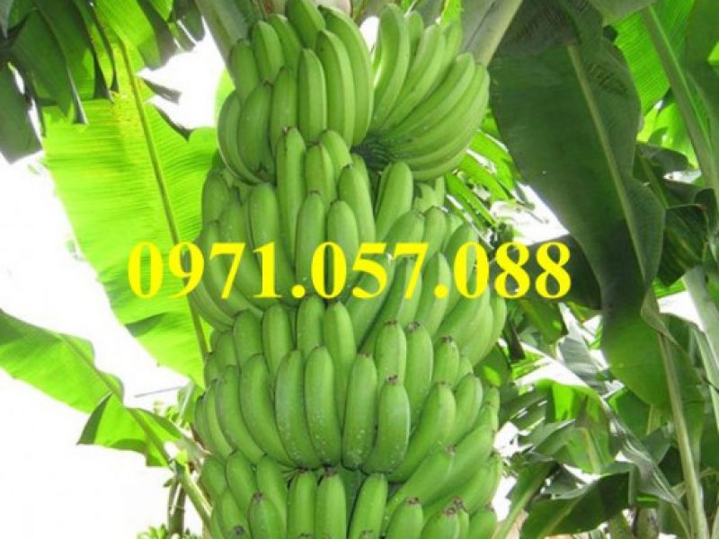 giong-cay-chuoi-tieu-hong