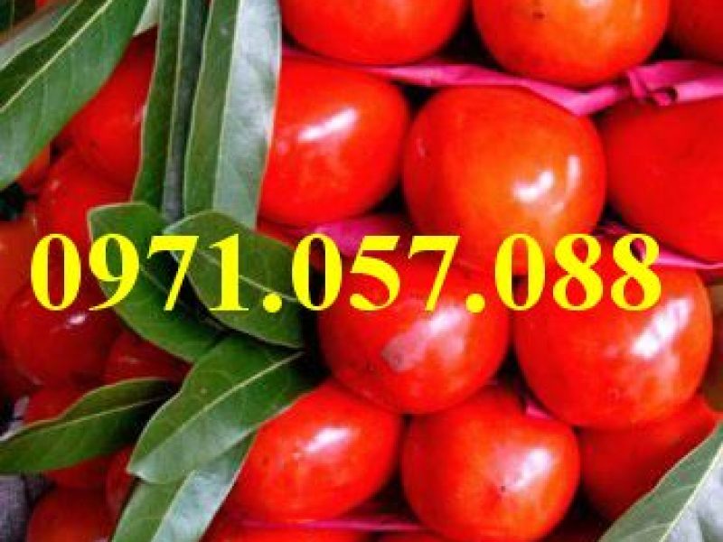 giong-cay-hong-nhan-hau