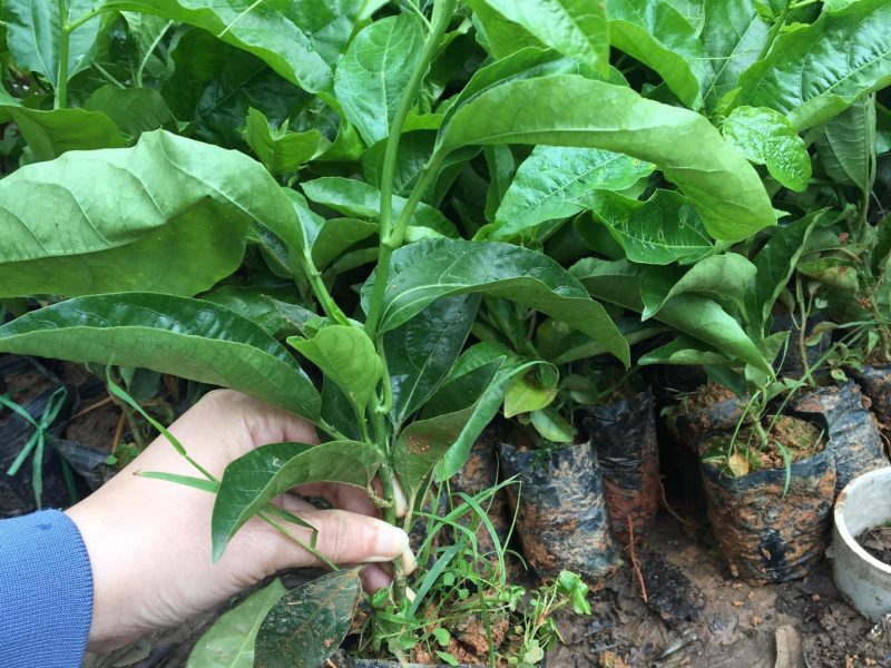 noi-cung-cap-giong-cay-chanh-leo-tim-dai-loan