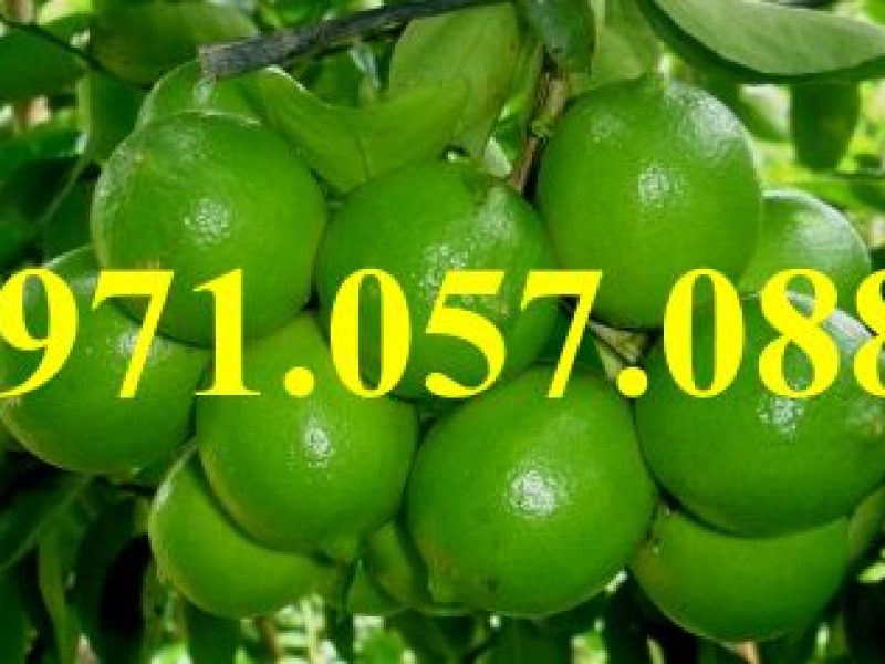 giong-cay-chanh-khong-hat