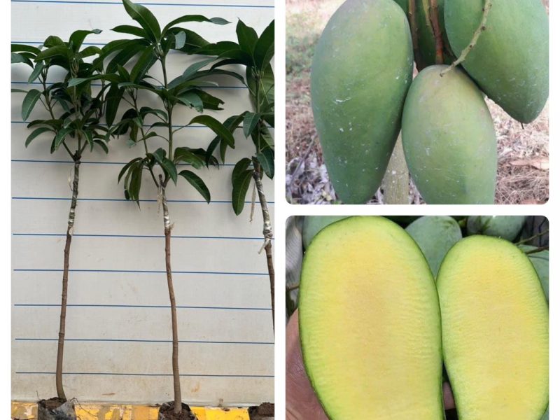giong-cay-xoai-thai