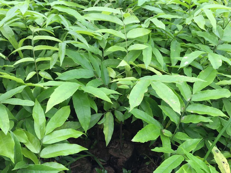 noi-cung-cap-giong-cay-sau