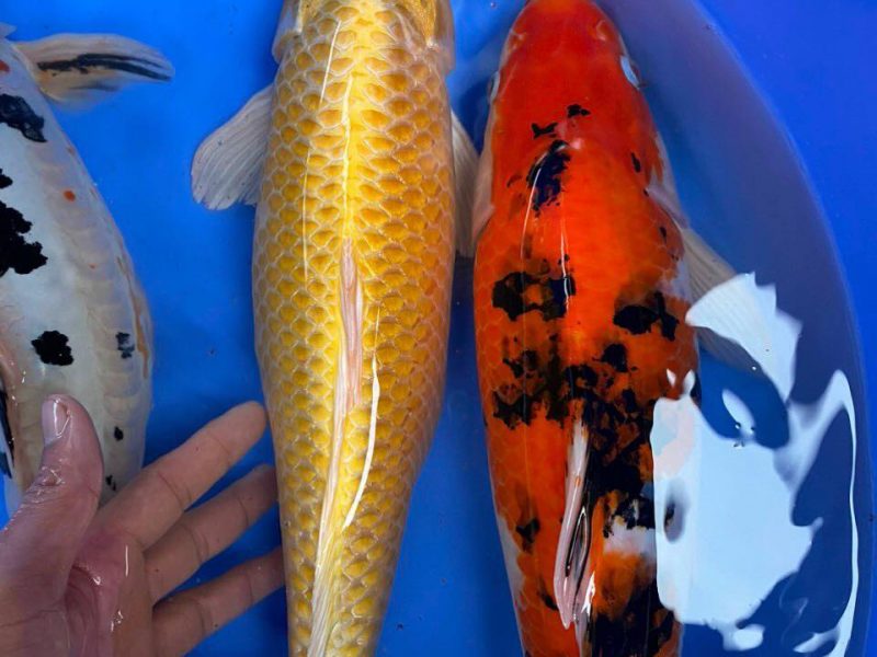 koi-f1-koi-mini-koi-chep-phung-g-ia-re-cho-ae-quang-ngai-quen-minh-0934-717-81