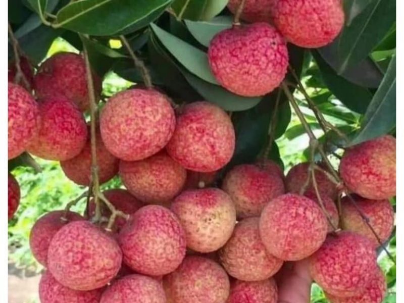 giong-cay-vai-thieu