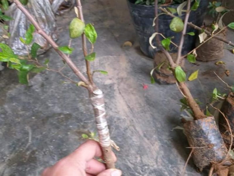 noi-cung-cap-giong-cay-tao-dai-loan