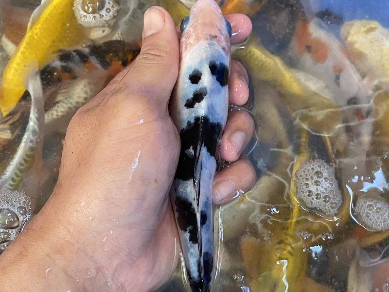 koi-f1-koi-mini-koi-chep-phung-g-ia-re-cho-ae-quang-ngai-quen-minh-0934-717-81